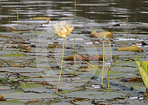 Yellow bloom and buds of the American Lotus, Nelumbo lutea, in Caddo Lake near Uncertain, Texas.