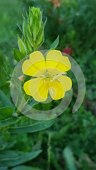 Yellow bloom of evening primrose