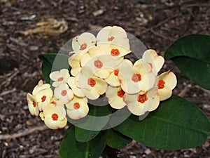 Yellow bloom at Koko Crater Botanical Garden, Oahu, Hawaii