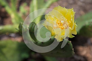 Yellow Bloom on Prickly Pear