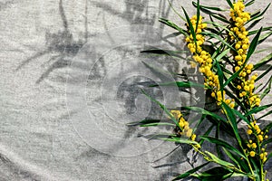 Yellow blooming acacia branch on gray fabric background. Mimosa, Acacia pycnantha, golden wattle, acacia saligna flowers