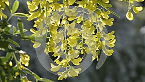 Yellow blooming acacia tree flowers