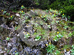 yellow mountain cowslip flowers photo