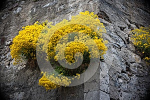 Yellow blooming Aurinia saxatile (Alyssum saxatile) flowers on old stone wall of Thun Castle, Switzerland photo
