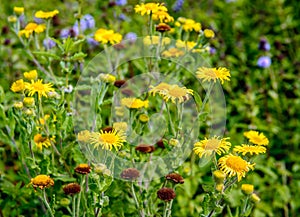 Yellow blooming and brown overblown Common Fleabane plants from