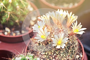 Yellow blooming cactus in a pot, Mammillaria elongata, soft focus