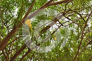 Yellow blooming cascabela thevetia bud photo