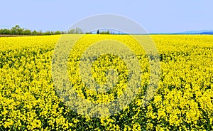Yellow blooming colza field before blue sky