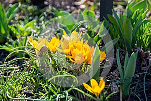 Yellow blooming crocuses flowers, spring flowers growing in garden photo