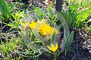 Yellow blooming crocuses flowers, spring flowers growing in garden photo
