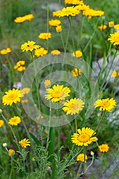 Yellow blooming Crown Daisy or corn marigold plants. Calendula. Glebionis coronaria or glebionis segentum