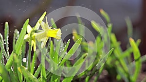 Yellow blooming daffodil with water drops in light breeze. It rains in sunny day.