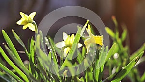 Yellow blooming daffodil with water drops in light breeze. It rains in sunny day.