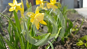 Yellow blooming daffodil with water drops in light breeze. Sunny day. It rains in sunny day. Low angle