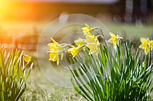 Yellow blooming daffodil with water drops. Sunny day. It rains in sunny day. Low angle. Sunshine. Sunrise.