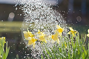 Yellow blooming daffodil with water drops. Sunny day. It rains in sunny day. Low angle. Sunshine. Sunrise.