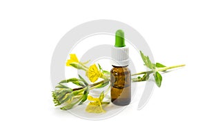 Yellow blooming evening primrose Oenothera and a bottle with oil, medicinal plant for cosmetics and skin care, isolated with