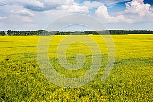 Yellow blooming field in the countryside.