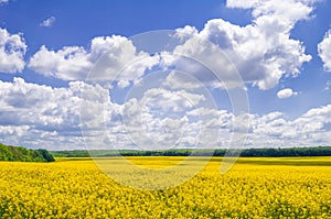 Yellow blooming field of rapeseed and blue sky with clouds