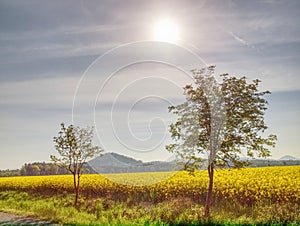 Yellow blooming field surrounded by trees