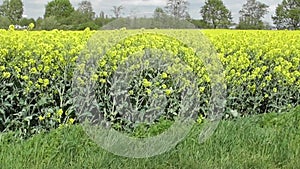 yellow blooming field in the wind