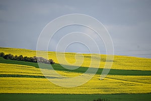 yellow blooming fields with green stripes