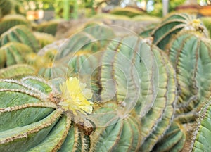 Yellow Blooming Flower from Cactus Plant in The Big Garden