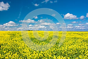Yellow blooming flowering field and blue sky with white clouds. Landscape with yellow flowers of rapeseed.