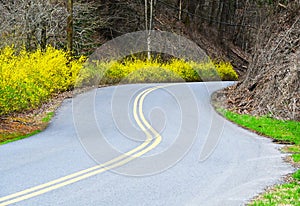 Yellow blooming Forsynthia Bushes grow along a paved mountain road.