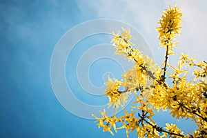 Yellow blooming Forsythia flowers on the blue sky background. A branch with bright yellow flowers in spring close up. Golden Bell photo