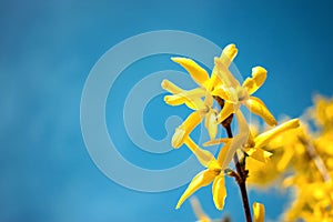 Yellow blooming Forsythia flowers on the blue sky background. A branch with bright yellow flowers in spring close up. Golden Bell photo