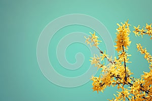 Yellow blooming Forsythia flowers on the blue sky background. A branch with bright yellow flowers in spring close up. Golden Bell photo