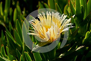 Yellow Blooming Iceplant