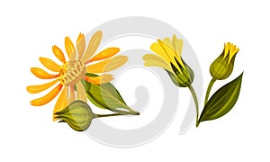 Yellow blooming Jerusalem artichoke flowers. Sunroot, sunchoke or topinambour plant cartoon vector illustration