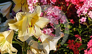 yellow blooming lilies close-up in the summer garden