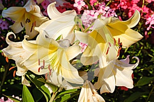 yellow blooming lilies close-up in the summer garden