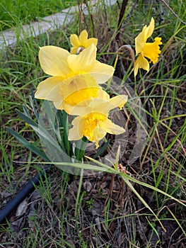 Yellow blooming narciss flowers in the green grass