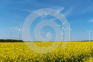 Yellow blooming oilseed and some wind energy plants