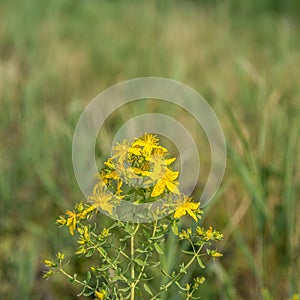 Yellow blooming Perforate St John`s-wort between reed plants from close