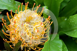 Yellow blooming protea pincushion