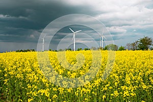 Yellow blooming raps field with windmills, agriculture and renewable sustainable energy, countryside, cultivated farmland