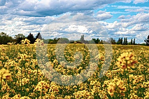 Yellow blooming rapseed field on a sunny spring day with beautiful clouds