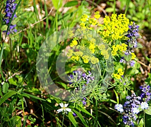 Yellow-blooming spurge plant and blue flowers around it