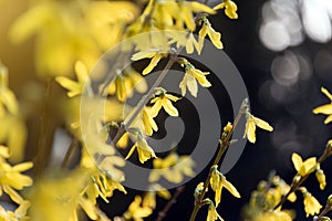 Yellow blooming tree branches. Bloomy spring bush photo