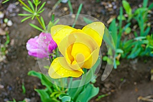 Yellow blooming tulip close up with drops on a petals after rain in spring