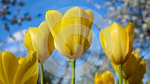Yellow blooming tulips on blue sky background.