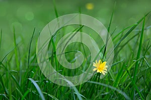 Yellow blooming wildflower Crepis biennis, isolated on green field background.