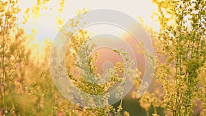 Yellow blooming wildflowers Galium verum