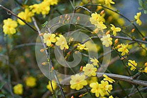 Yellow blooming winter jasmine, jasminum nudiflorum