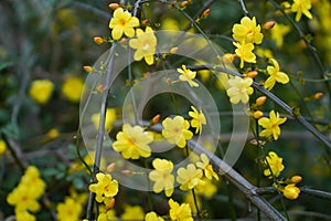 Yellow blooming winter jasmine, jasminum nudiflorum